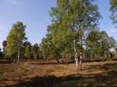 Lneburger Heide