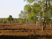 Lneburger Heide