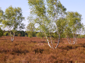 Lneburger Heide