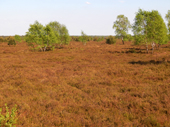 Lneburger Heide