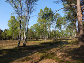 Lneburger Heide