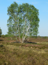 Lneburger Heide