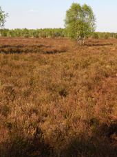 Lneburger Heide