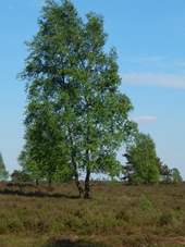 Lneburger Heide