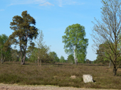 Lneburger Heide