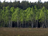 Lneburger Heide