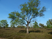 Lneburger Heide