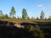 Lneburger Heide