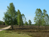 Lneburger Heide