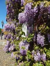 Salz- und Hansestadt Lüneburg